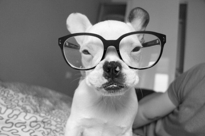 Dog Wearing Glasses — Black, Playful