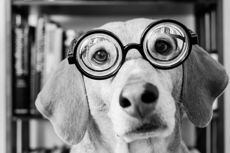 Dog Wearing Glasses — Black