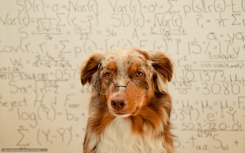 Dog Wearing Glasses — Brown, Academic, Photograph