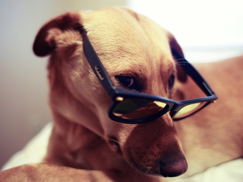 Dog Wearing Glasses — Brown, Calm, Photograph