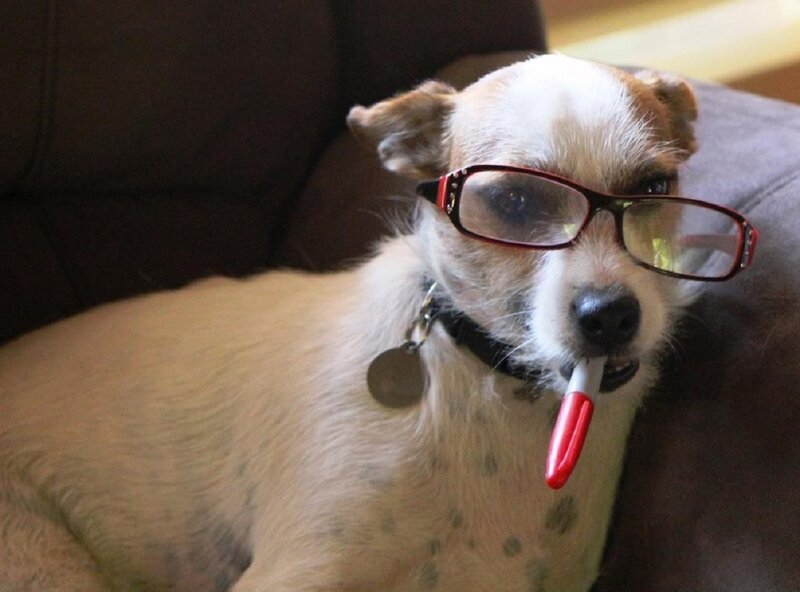 Dog Wearing Glasses — Brown, Playful