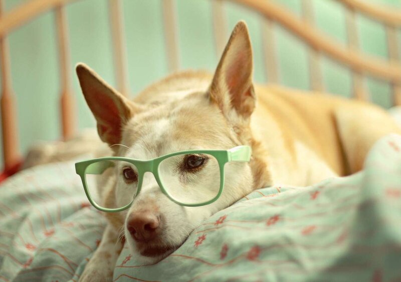 Dog Wearing Glasses — Green