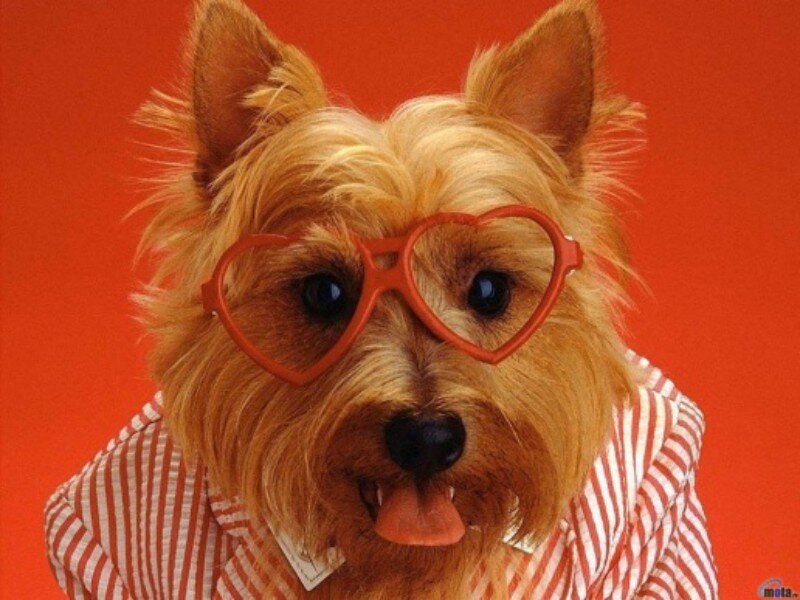Dog Wearing Glasses — Red, Playful, Photograph