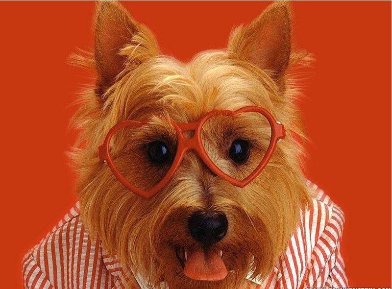 Dog Wearing Glasses — Red, Playful