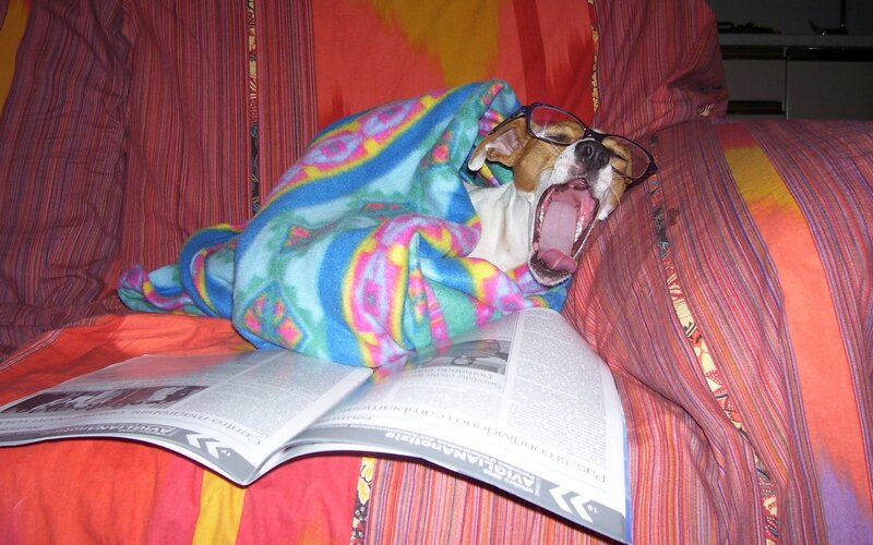 Dog Wearing Glasses — Red, Relaxed