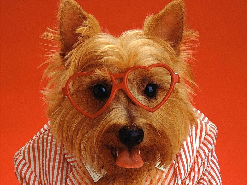 Dog Wearing Glasses — Red