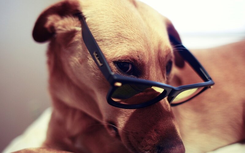 dog wearing glasses