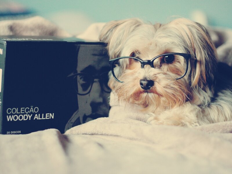 Dog Wearing Glasses — White, Calm, Photograph, Box