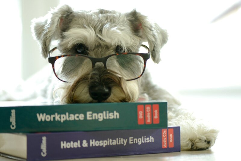 Dog Wearing Glasses — White, Calm