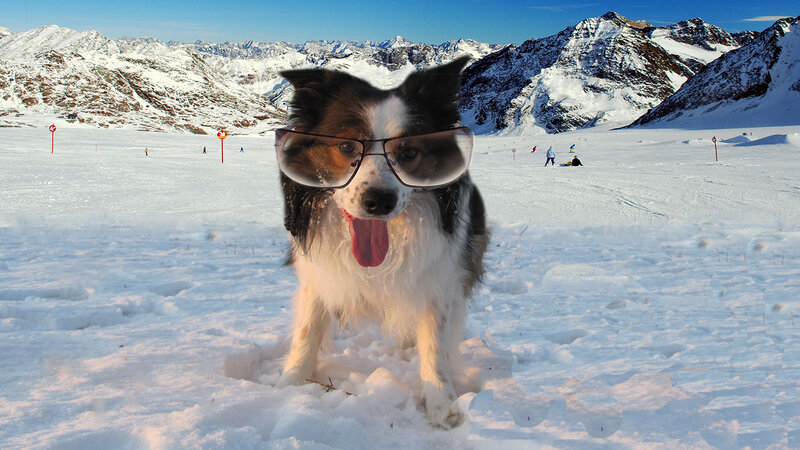 Dog Wearing Glasses — White, Playful