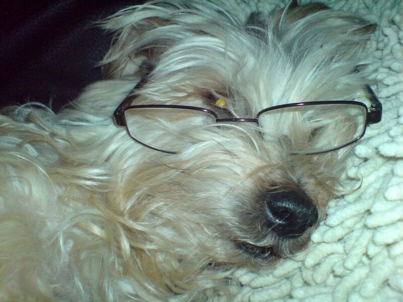 Dog Wearing Glasses — White