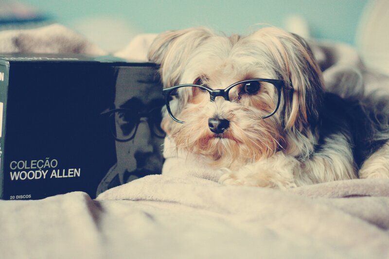dog wearing glasses with album
