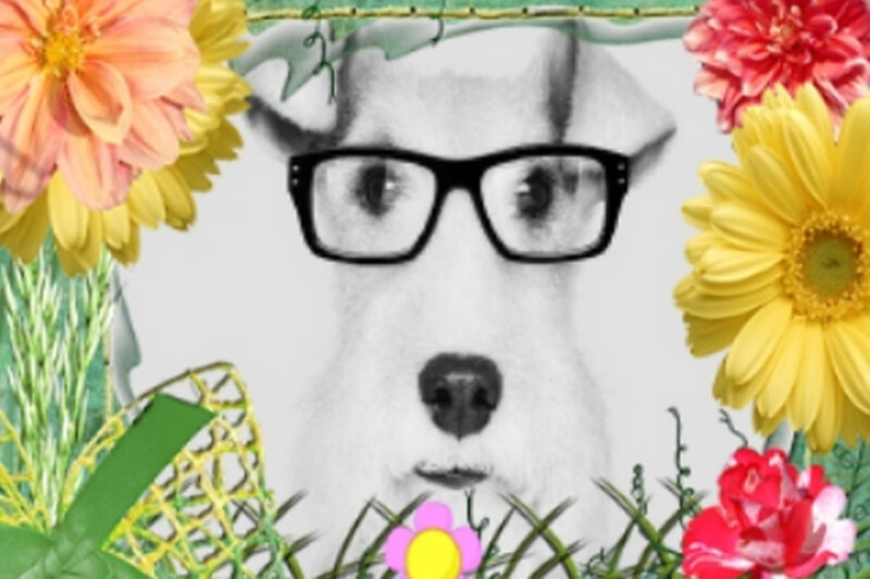 Dog Wearing Glasses — Yellow
