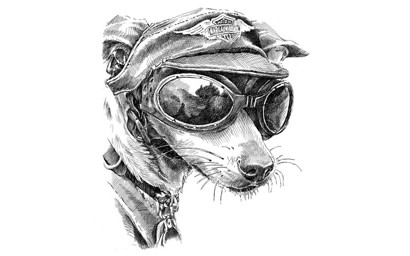 Dog Wearing Goggles — Black