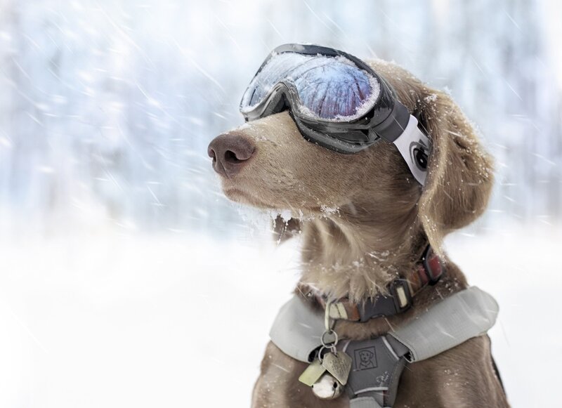 Dog Wearing Goggles — Brown, Cold