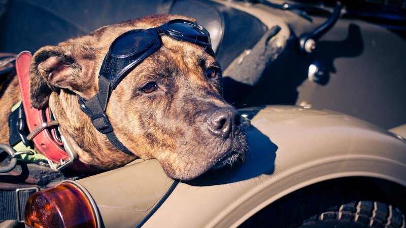 Dog Wearing Goggles — Brown