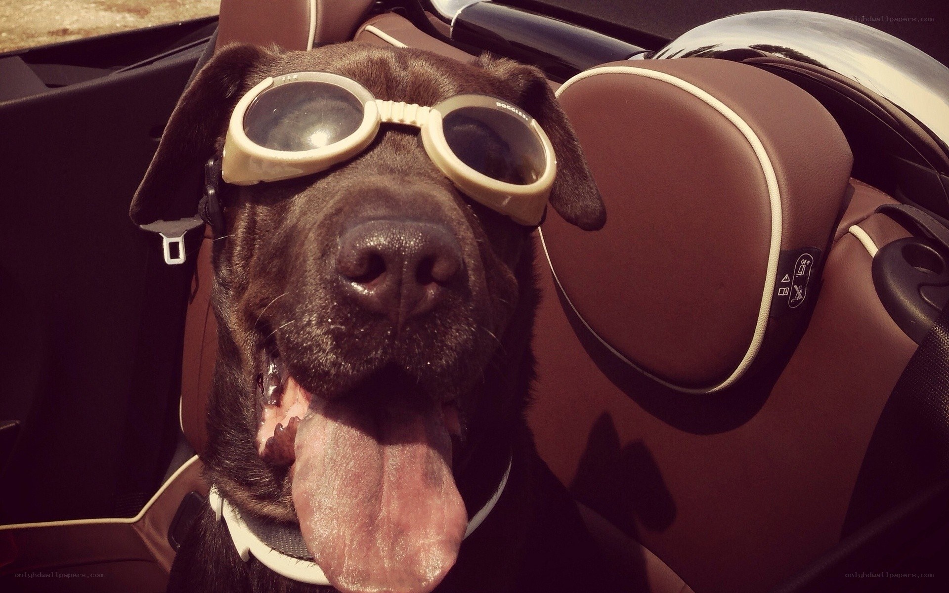 dog wearing goggles in car