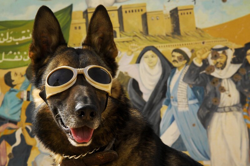 dog wearing goggles in front of mural