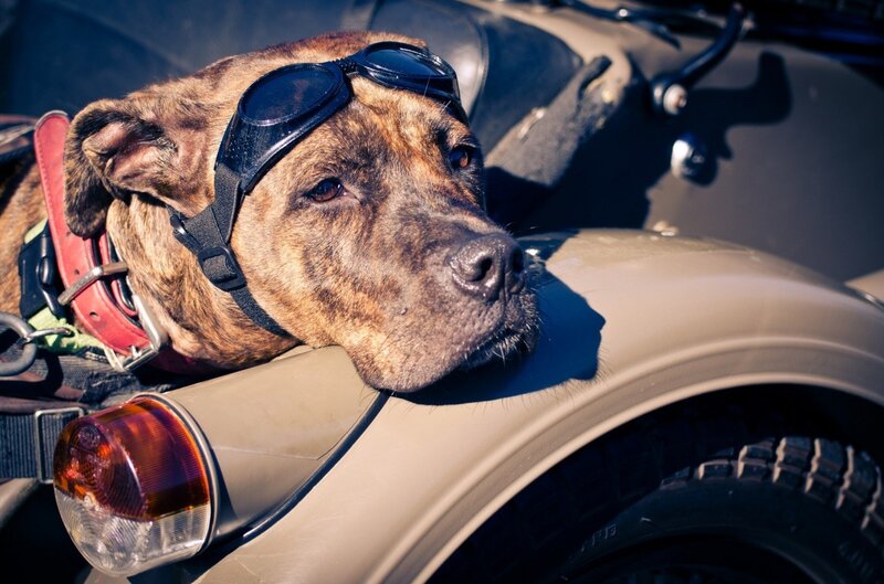 dog wearing goggles on motorcycle