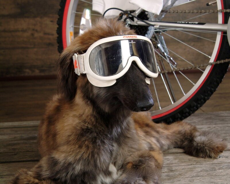 dog wearing goggles