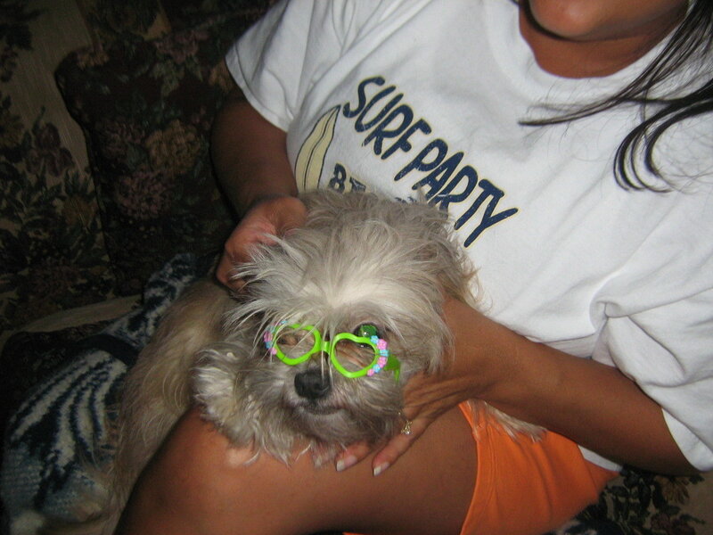 dog wearing green glasses