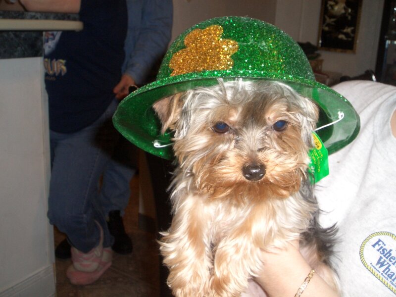 dog wearing green hat