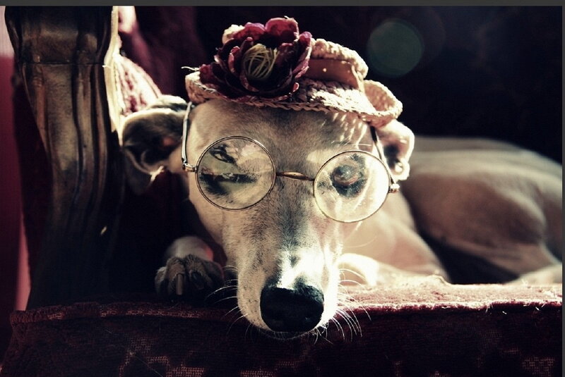 Dog Wearing Hat and Glasses — Brown, Dramatic