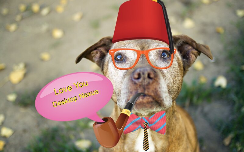 Dog Wearing Hat and Glasses — Brown