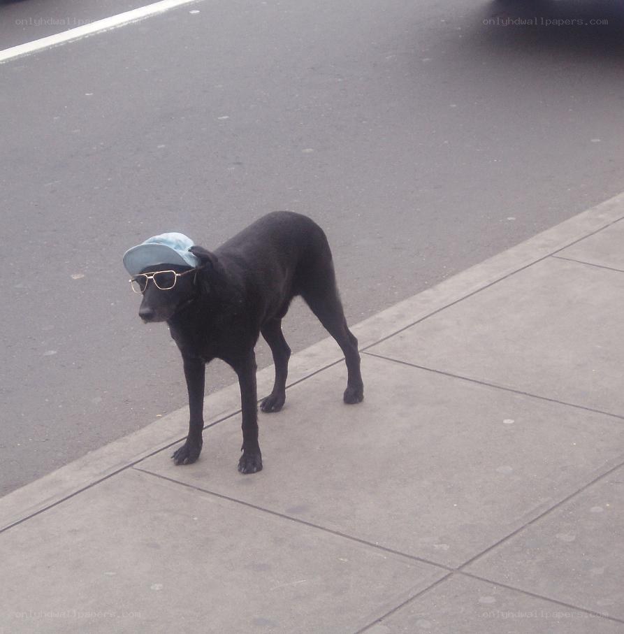 dog wearing hat and glasses