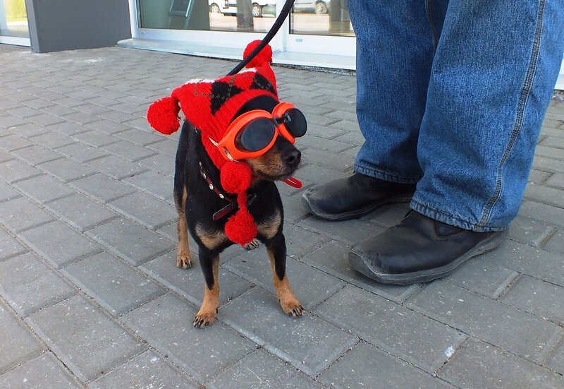Dog Wearing Hat and Goggles