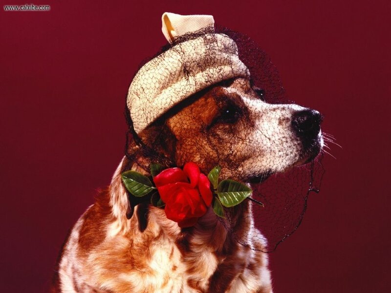 Dog Wearing Hat and Rose