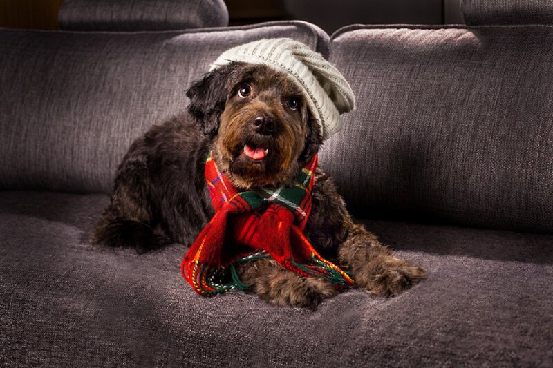 Dog Wearing Hat and Scarf — Gray