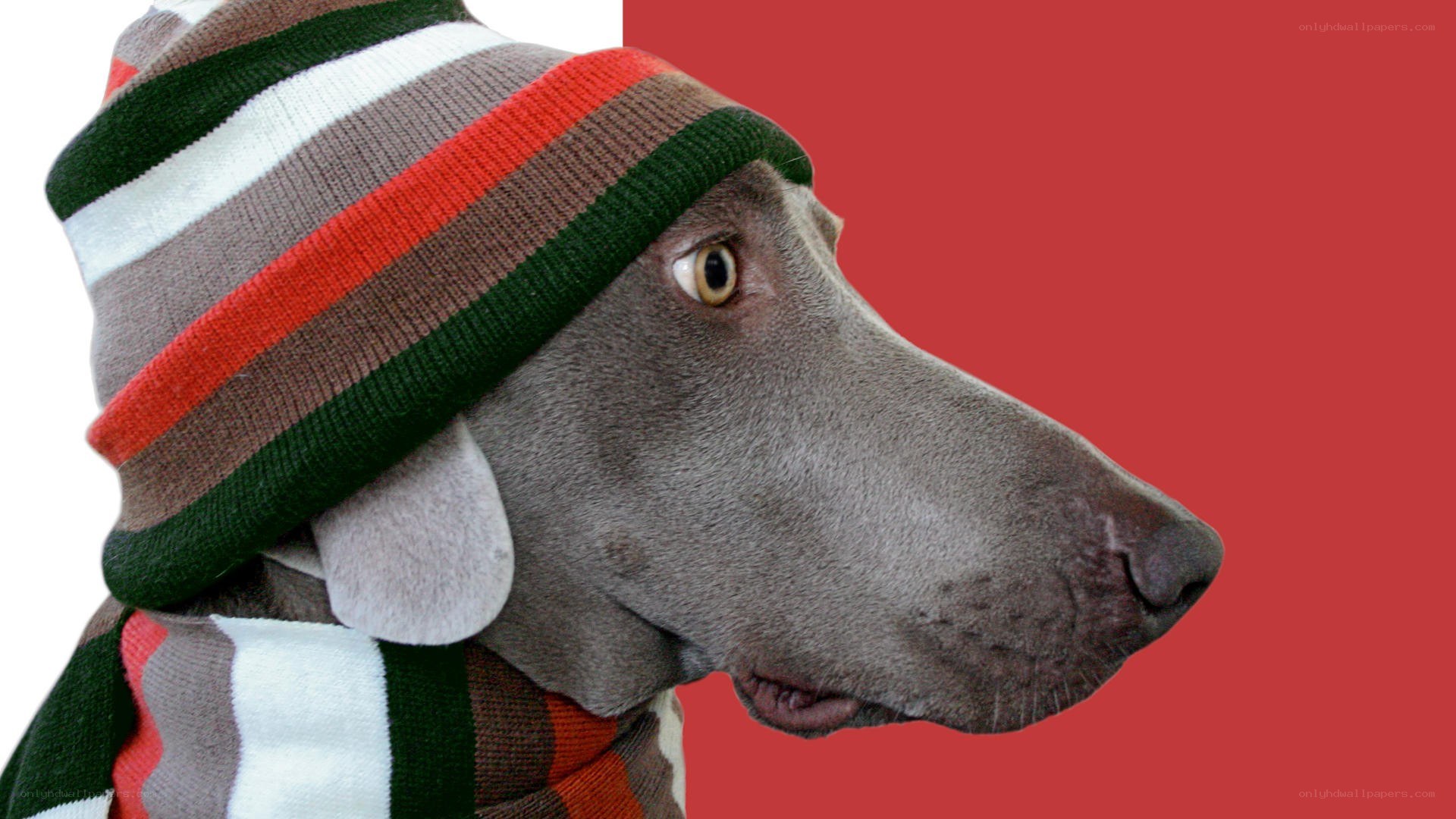 dog wearing hat and scarf