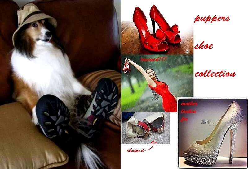 Dog Wearing Hat and Shoes