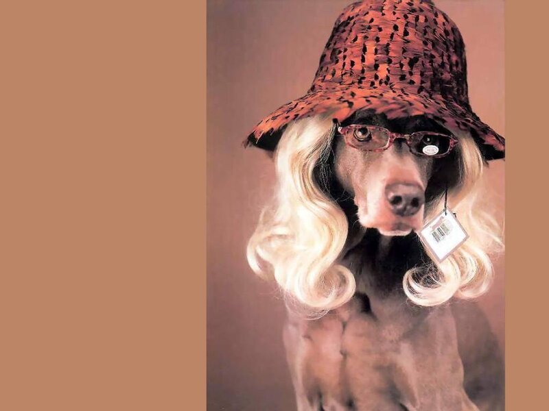 Dog Wearing Hat and Wig