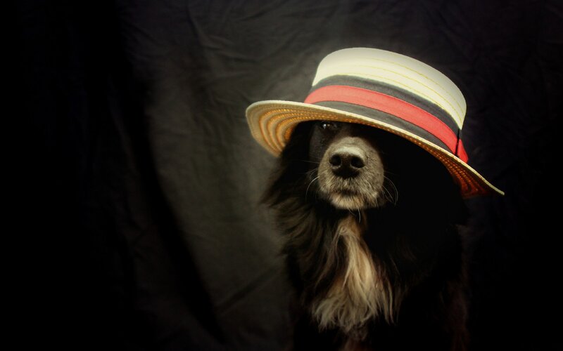 Dog Wearing Hat — Black, Dramatic