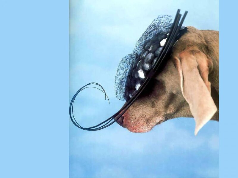 Dog Wearing Hat — Blue