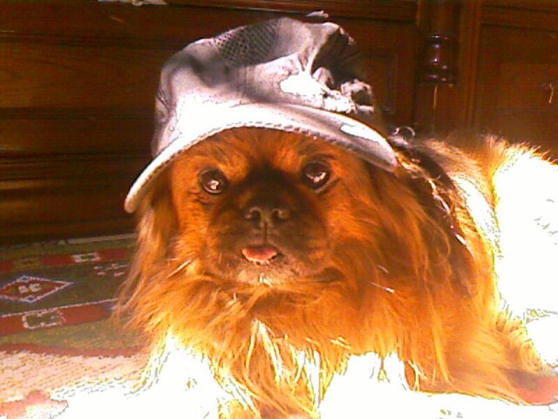 Dog Wearing Hat — Brown, Calm, Photograph