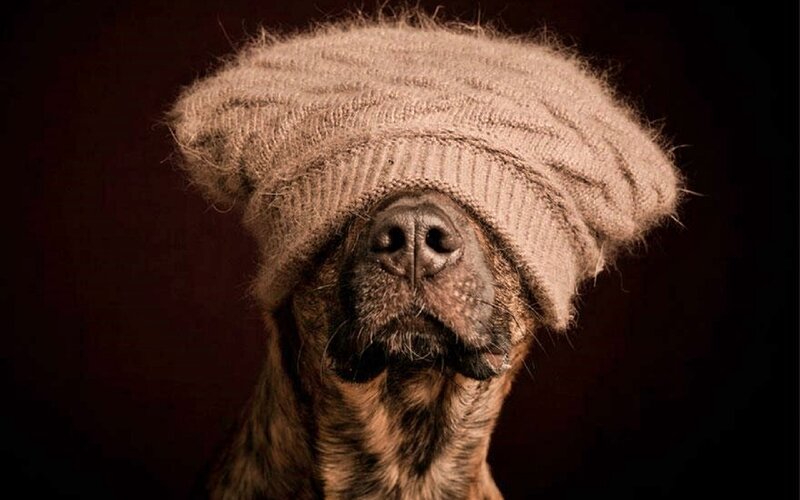 Dog Wearing Hat — Brown, Dramatic, Photograph