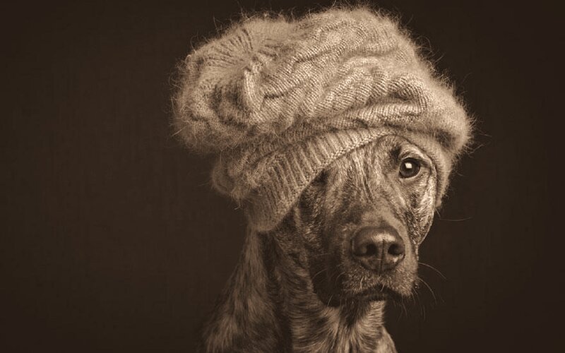 Dog Wearing Hat — Brown, Dramatic