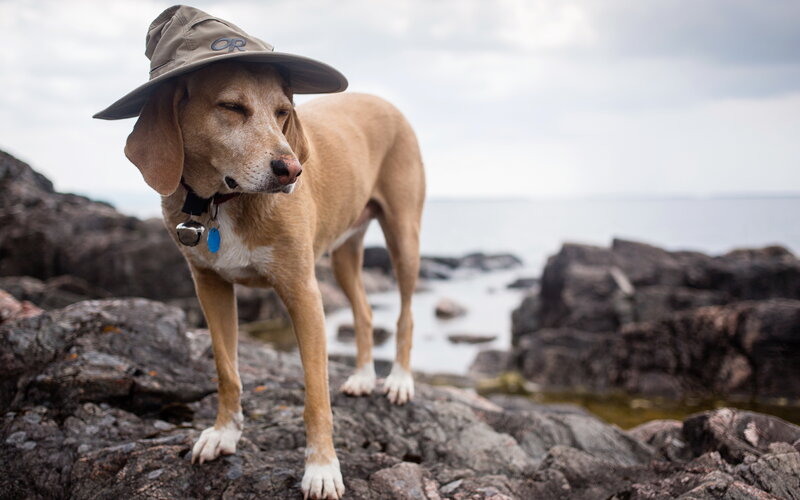 Dog Wearing Hat — Brown