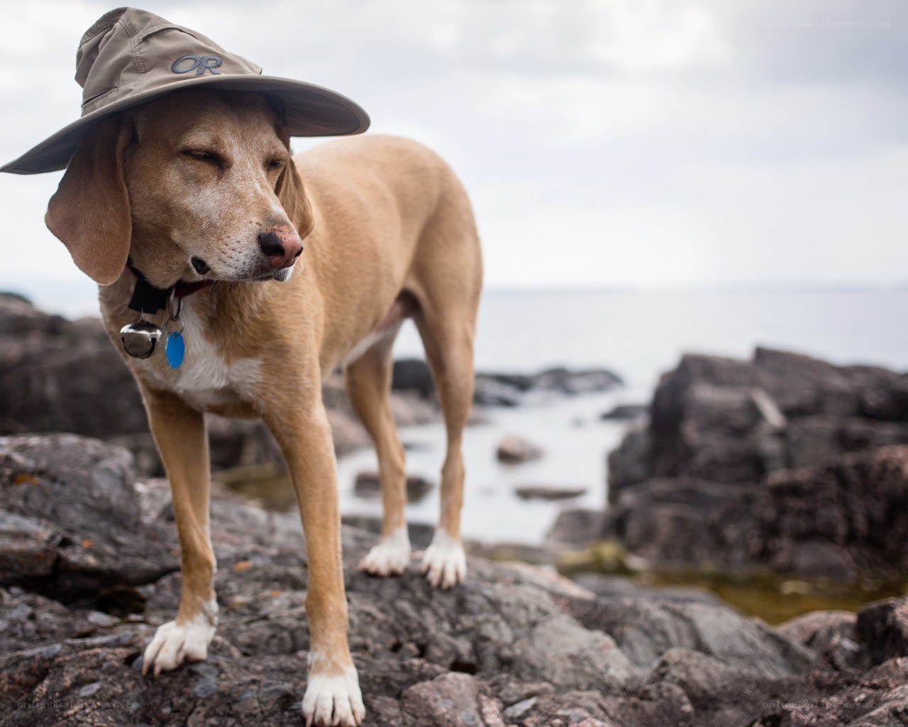 dog wearing hat on rocks