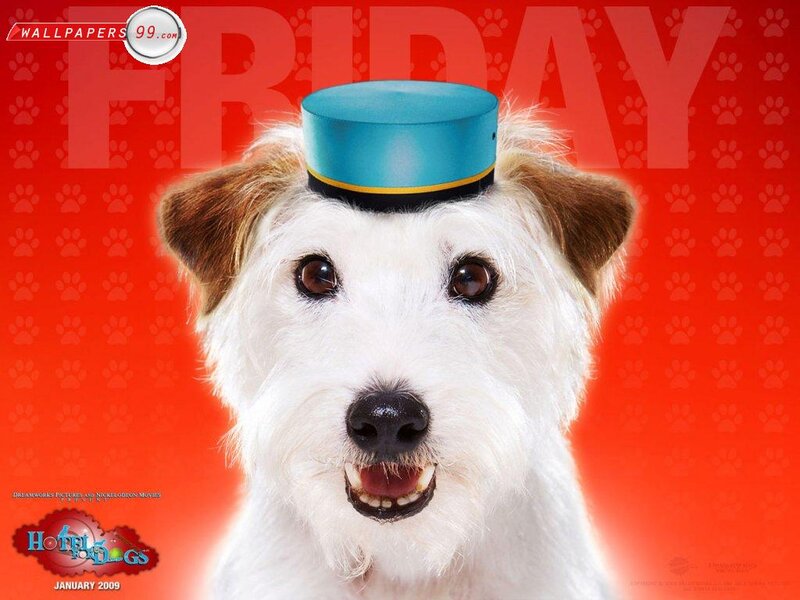 Dog Wearing Hat — Red, Playful