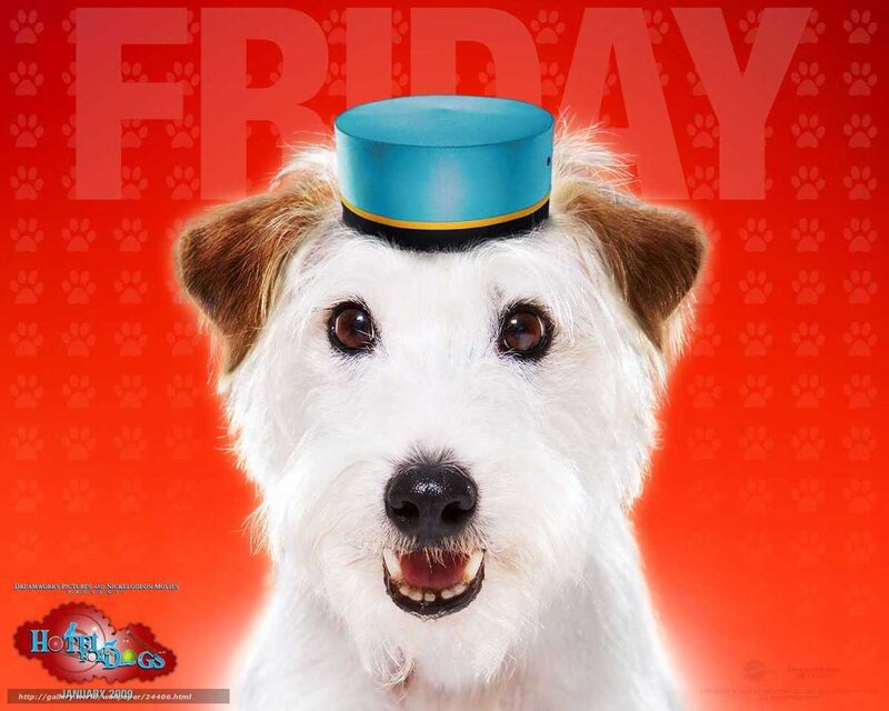 Dog Wearing Hat — Red