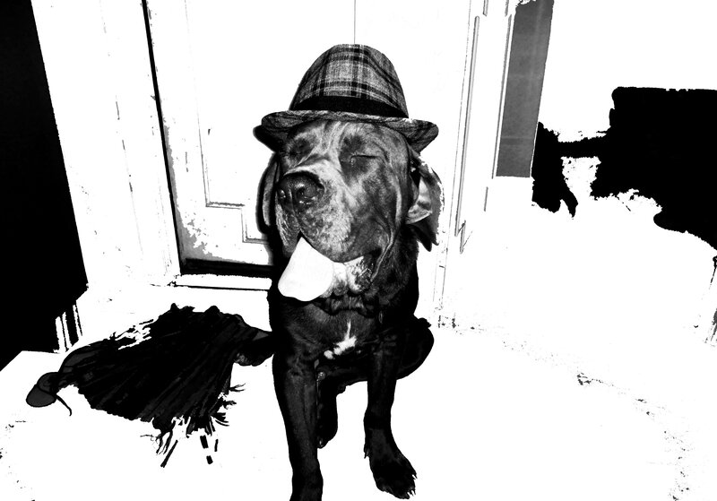 Dog Wearing Hat