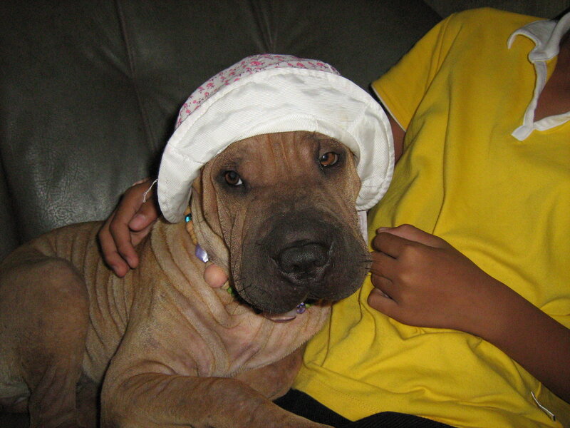 Dog Wearing Hat — Yellow