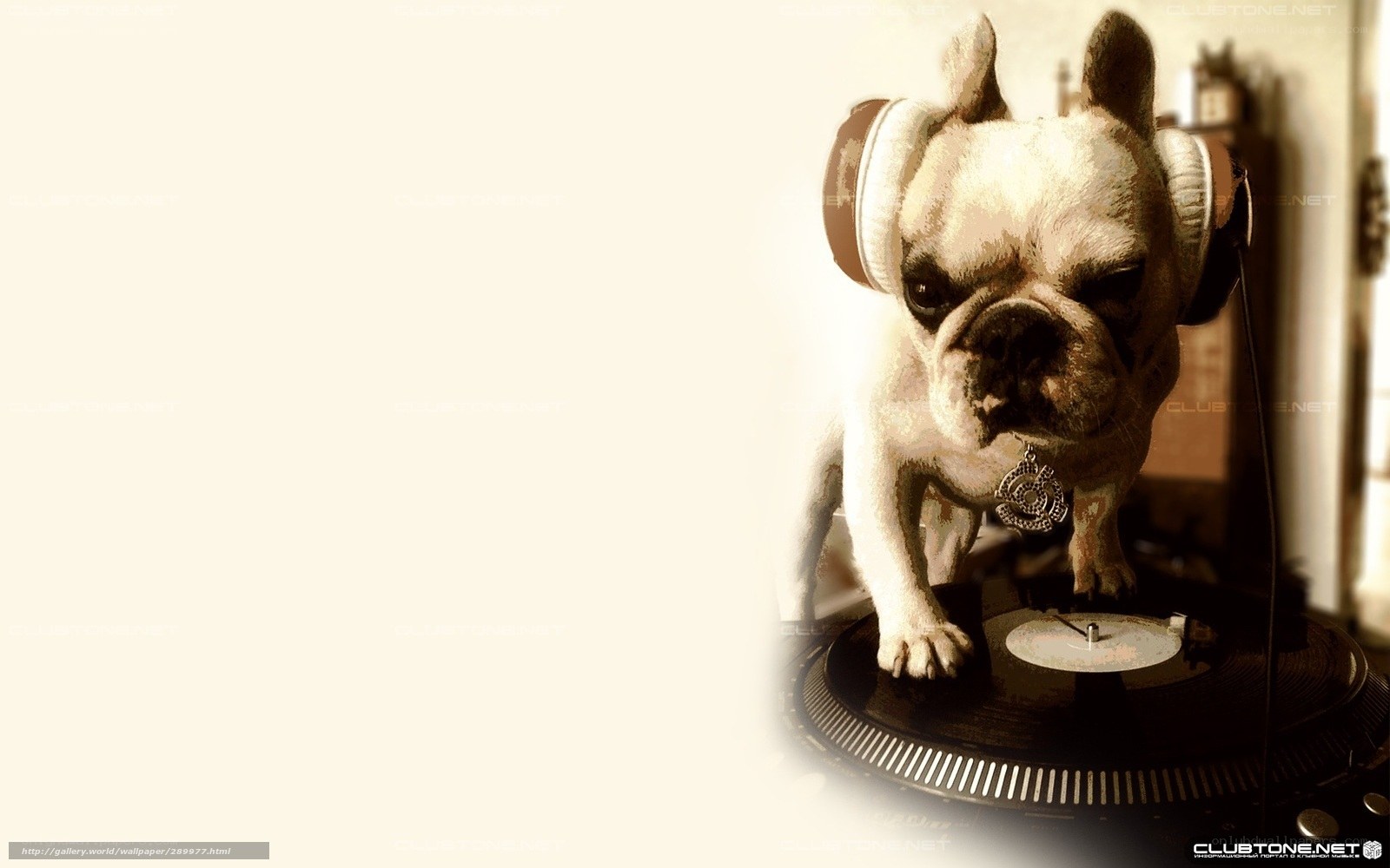 dog wearing headphones on turntable