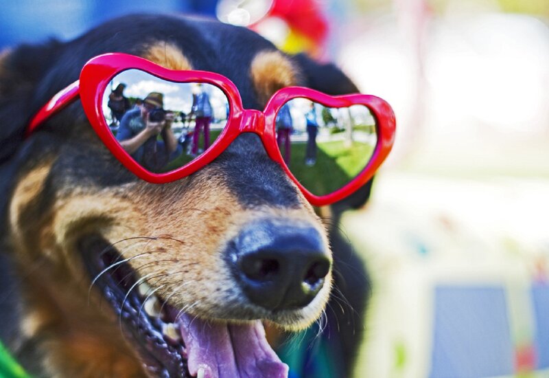 Dog Wearing Heart Glasses — Red