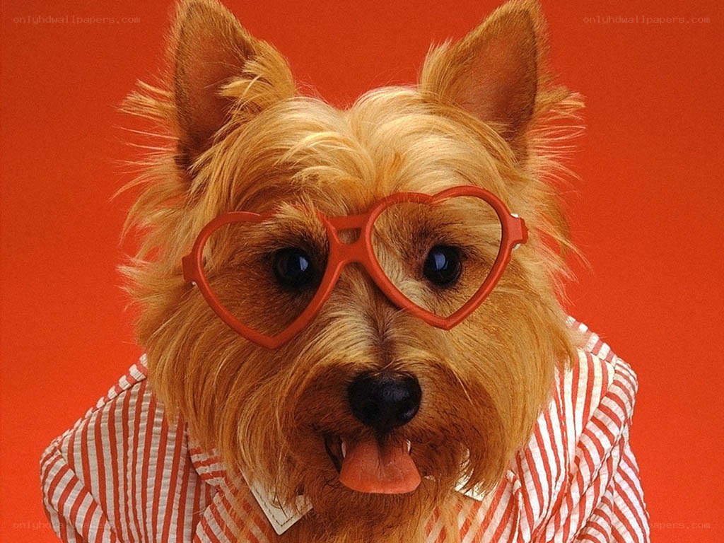 dog wearing heart glasses