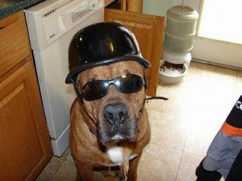 Dog Wearing Helmet and Sunglasses